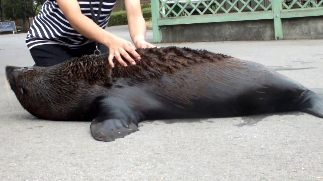 kawaii emoticons Feeding of South African Fur Seal.ミナミアフリカオットセイのフィーディング。