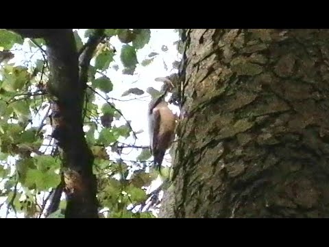 A particularly interesting woodpecker