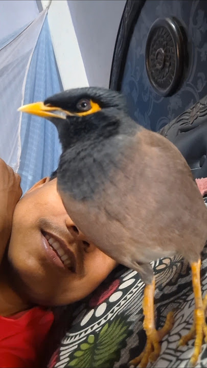 Rupee wakes me up in the morning. #rupi #birds #youtubeshortsvideo #talkingbird #bolnechara