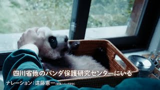 遠藤憲一、大のパンダ好きが高じ、“パンダドキュメンタリー”の日本語版ナレーションを担当！「日本からパンダがいなくなるなんて…」映画『パンダのすごい世界』本予告編