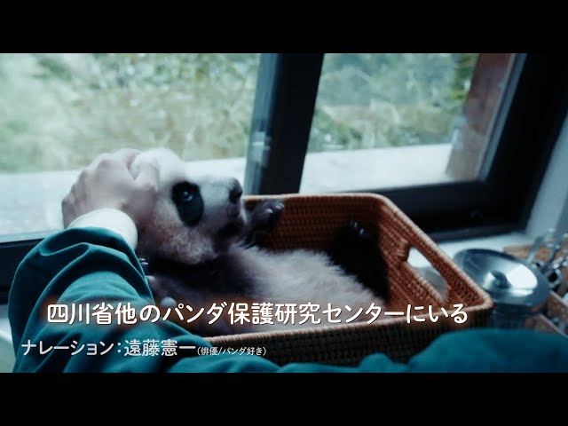 遠藤憲一、大のパンダ好きが高じ、“パンダドキュメンタリー”の日本語版