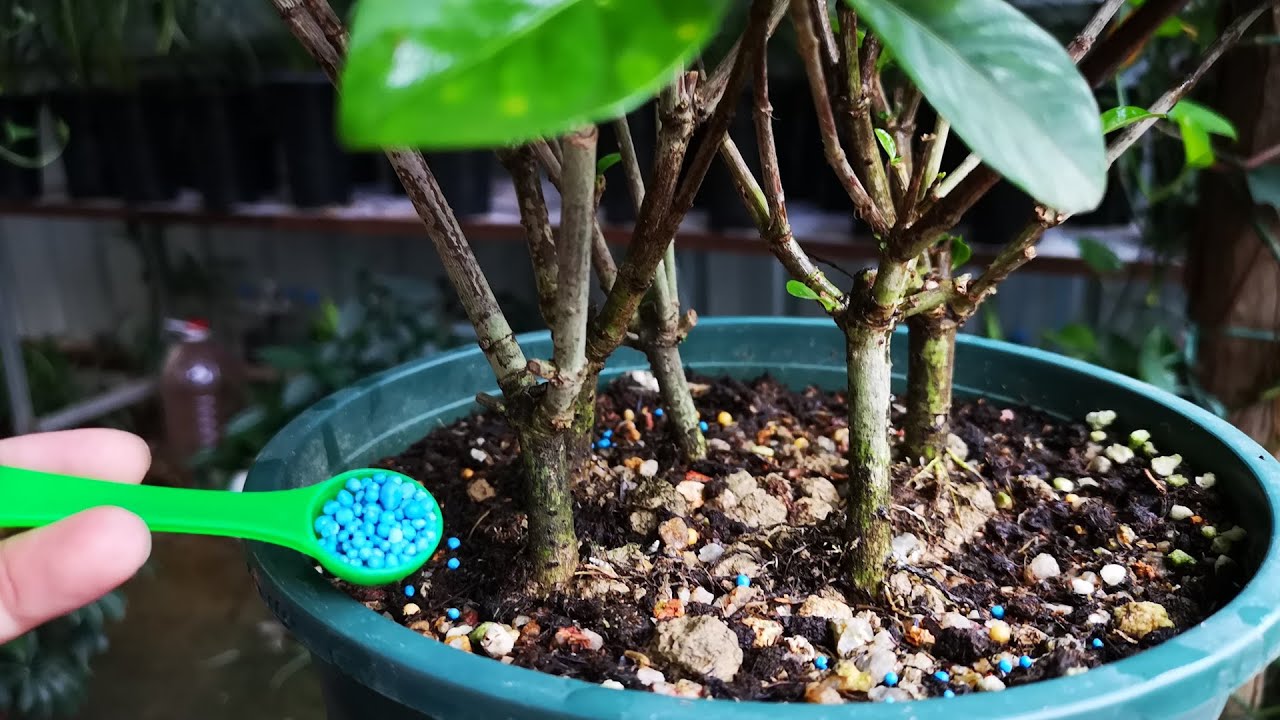 多雨季给栀子花追肥 用液肥容易伤根 用它就安全多了 Youtube