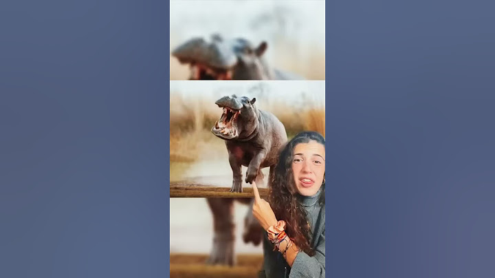 ANIMALES BOSTEZANDO !! No creerás cómo bostezan estos animales 😱