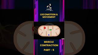 Locomotion &amp; Movement Part 5 | Class 11 Biology | AASOKA #Shorts
