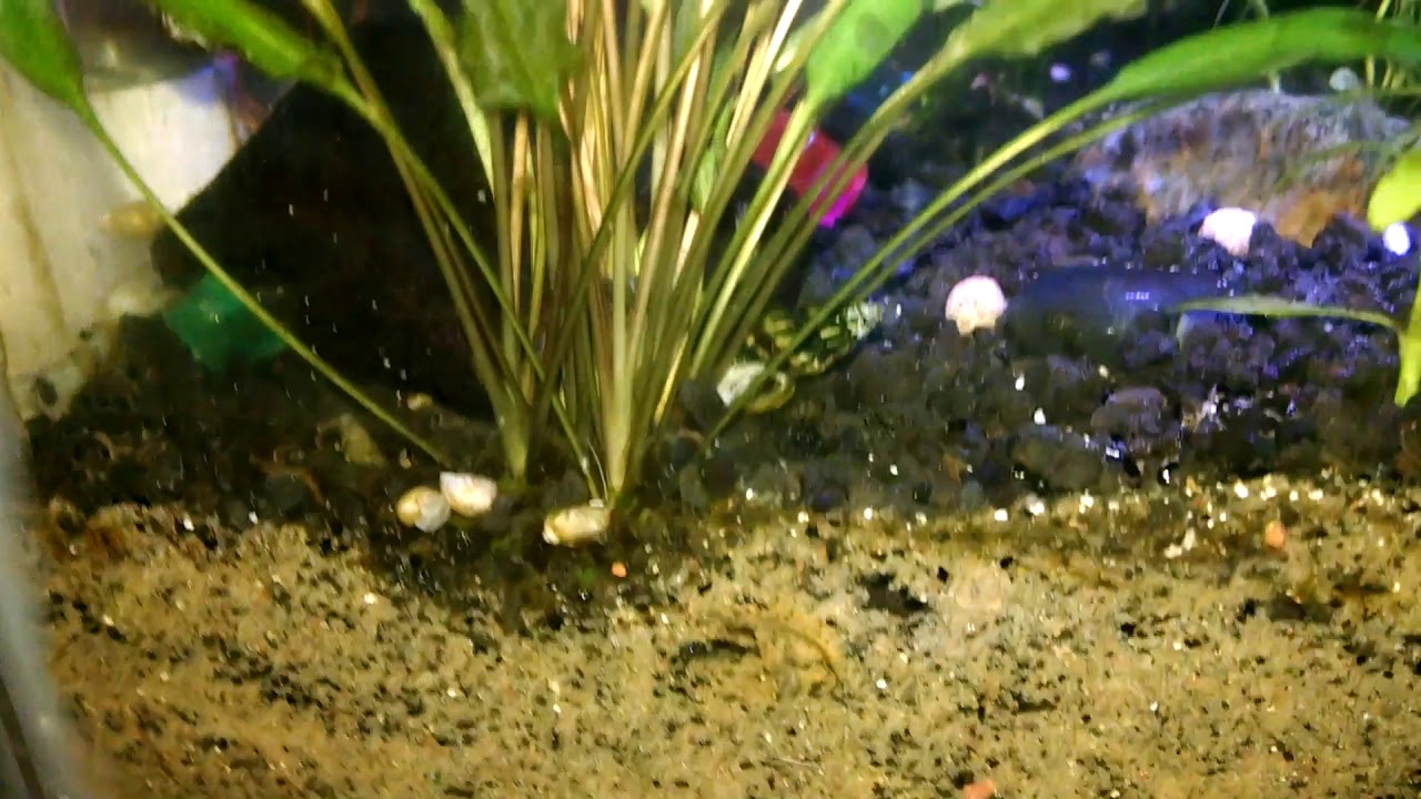 The Sump with all its Plants and Fish YouTube