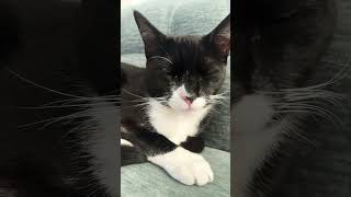 My kitty