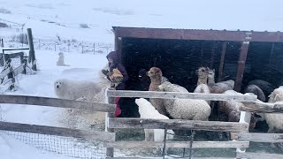 Our Farm Life During the Deep Freezes by Big Horn Mountain Alpacas 1,291 views 1 year ago 14 minutes, 3 seconds