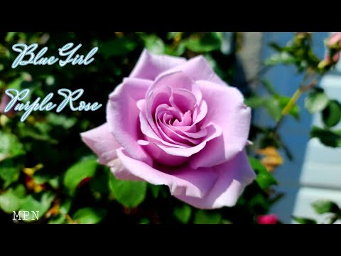 Blue Girl lavender Rose / Hybrid tea rose / Best for fragrance