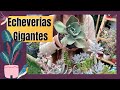 Algunas especies de Echeverias gigantes 😍