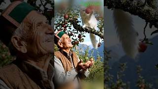 Apple Harvest Assistant 😺🍎 | Himachal’s Cutest Farmer Duo!