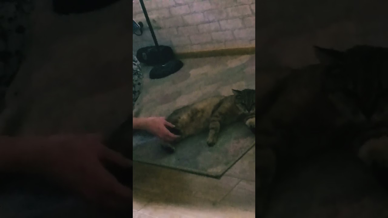 ХАХАХАХАХАХАХАХХА #активвернись #хз #рек