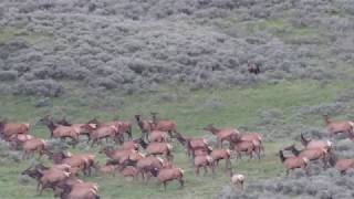 Grizzly Bear Chases Elk in Yellowstone NP