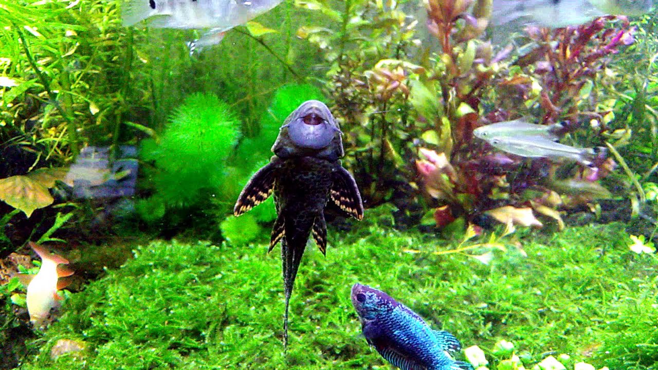 CARA MUDAH ADAPTASI MOSS Darat Menjadi Moss Air Untuk Aquascape