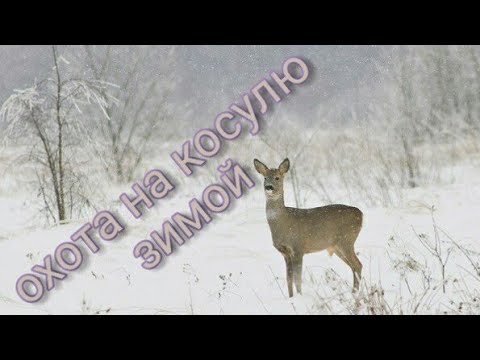 Обучающий материал. Охота на косулю зимой