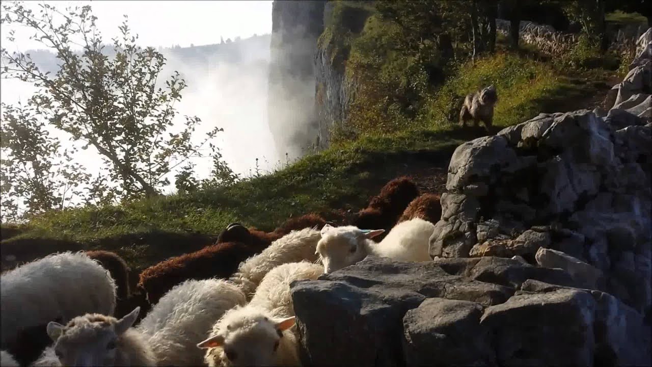 Gayak, Pyrenean Shepherd in France returning escapees to the fold.