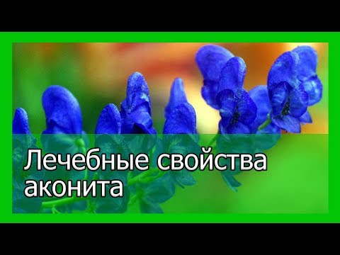 Лечебные свойства аконита