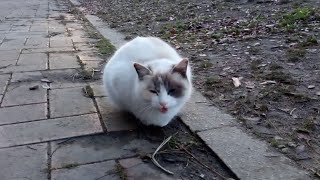 座り込む野良猫を撮っていたらいつの間にか足元に別の猫が