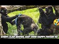 When Tayari starts clapping with joy, it's impossible not to smile along🦍👏💖塔莉開心地拍拍手，讓人看了也忍不住跟著開心