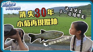 【妙博士的異想世界】20201013 - 搶救菊池氏細鯽- 稻花魚 