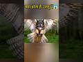 How owl Dangerous😯#shorts #ytshorts #facts #birds #trending
