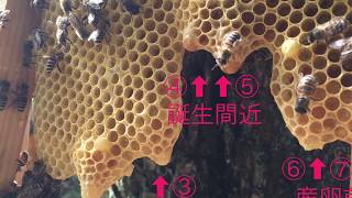 簡単！ニホンミツバチ・半人工分蜂！！（旧女王群確保して第1女王分蜂群入居捕獲し第2女王群も残留まで）