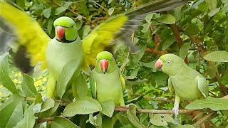 Ringneck Parrot Natural Sounds