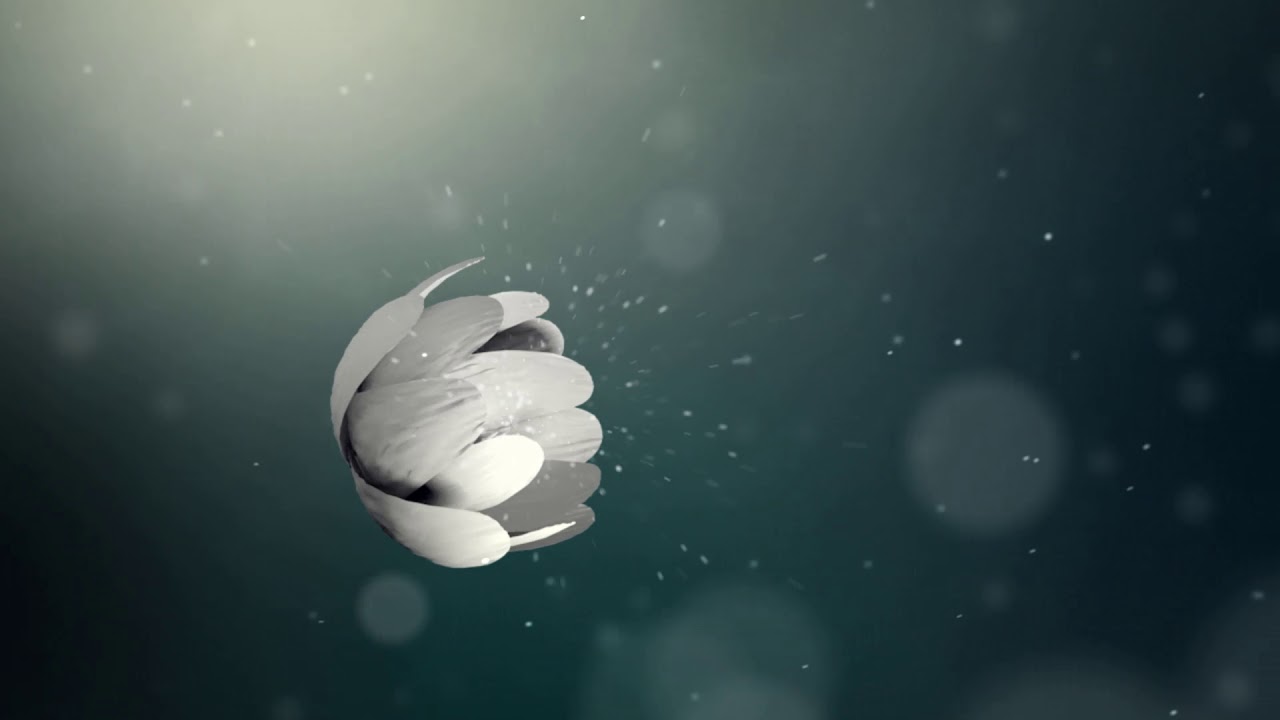 275   Bloming Flower into Logo Reveal Animation