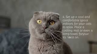 10 Tips to Keep Your Cats Cool During the Summer Heat