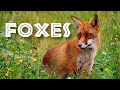 All About Foxes for Kids: Animal Videos for Children - FreeSchool