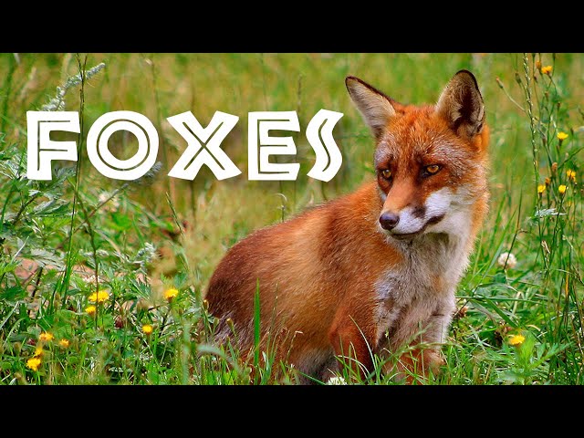 All About Foxes for Kids: Animal Videos for Children - FreeSchool class=