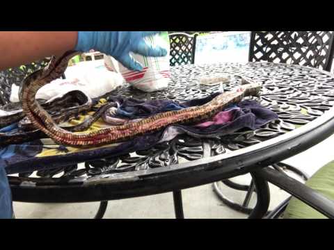 How to skin a snake for the hide part 1 skinning and fleshing.
