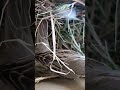 House Sparrow Building a Perfect Nest for Its Future Babies (p 1) #shorts
