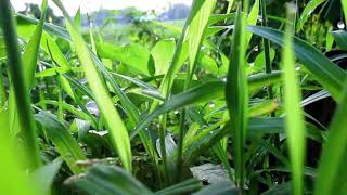 Beauty  Around  me. Feni,Bangladesh. Canon ixus145.