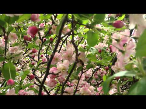 A Bee and the Weigela Blossoms
