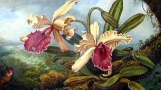 Orchid Hunter - Tom Hart Dyke Orchids Of Hawaii A Visual Documentary Amazing Glorious Orchids Of Hawaii