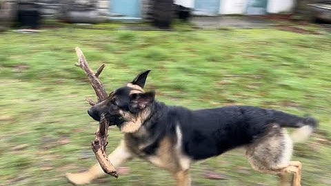 Repairs to dog bed due to bold big puppy & puppy favourite stick romps
