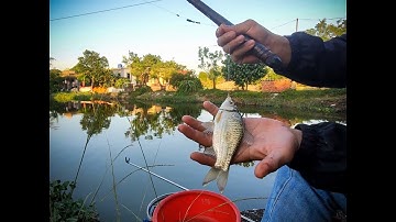 Câu Cá Diếc Cống Cất Bằng Mồi Giun Phần 2 | CÂU CÁ SÔNG HỒ