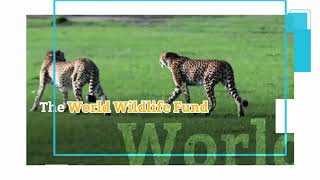 60 Percent of World's Wildlife Lost Since 1970 by Wild Nature and Travels 5 views 4 years ago 1 minute, 12 seconds