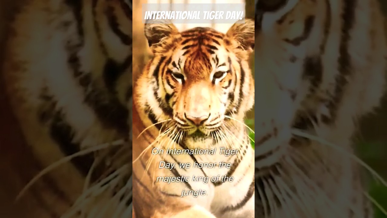 King of Jungle | Tiger Conservation 2023 