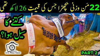 22 Man Ka Bull Jiski Demand 26 LAKH Thi Kitne Ka SALE Huwa? FANS Ke Qurbani Bulls Compilation Pt # 2