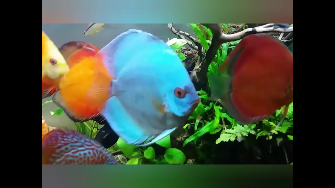 Aquascape tanpa C02 vs Discus YouTube
