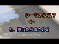 小さな水路でシーラカンスみたいな魚を見つけたら【衝撃】
