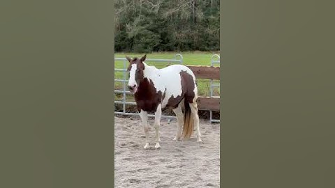 How to teach a horse to yawn 🥱
