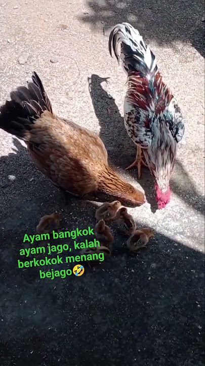 ayam Bangkok ayam jago, kalah berkokok menang bejago🤣#animalscute #ayam #hewanlucu #binatang