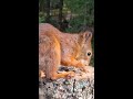 🔴 24/7 Live Forest Live 🐿️🐦 :: Squirrels and Tits at the Feeder#forest #nature #wildlife