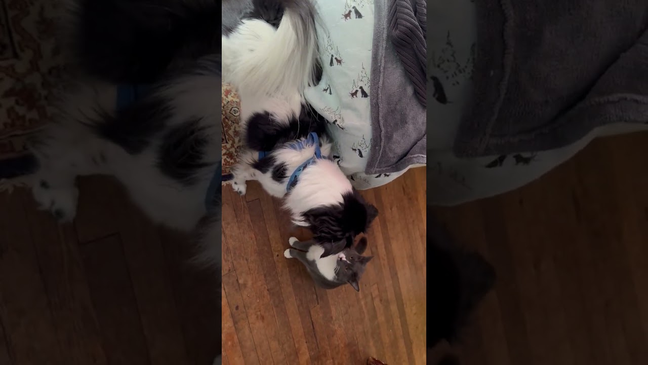 Lulu and Elizabeth : Cat and Dog Love