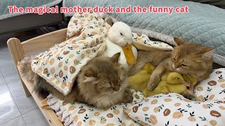 The cat is surprised!The duckling abandoned the mother duck, but the mother duck was not angry!funny