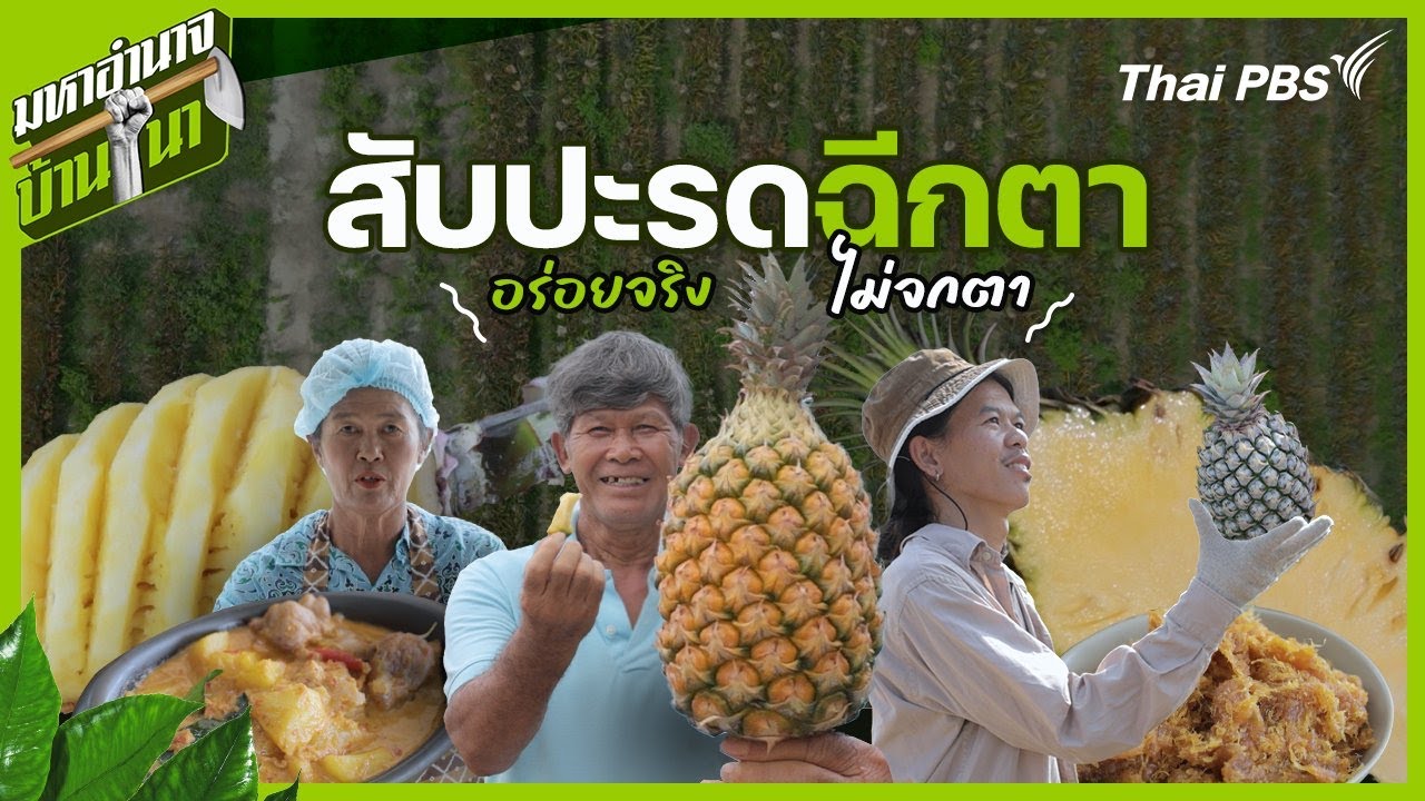 สับปะรดฉีกตา อร่อยจริงไม่จกตา | มหาอำนาจบ้านนา