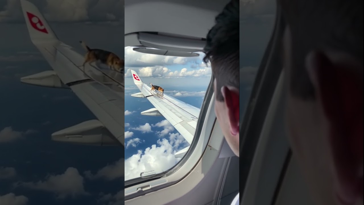 Is that a dog on the wing? 😲✈️ 