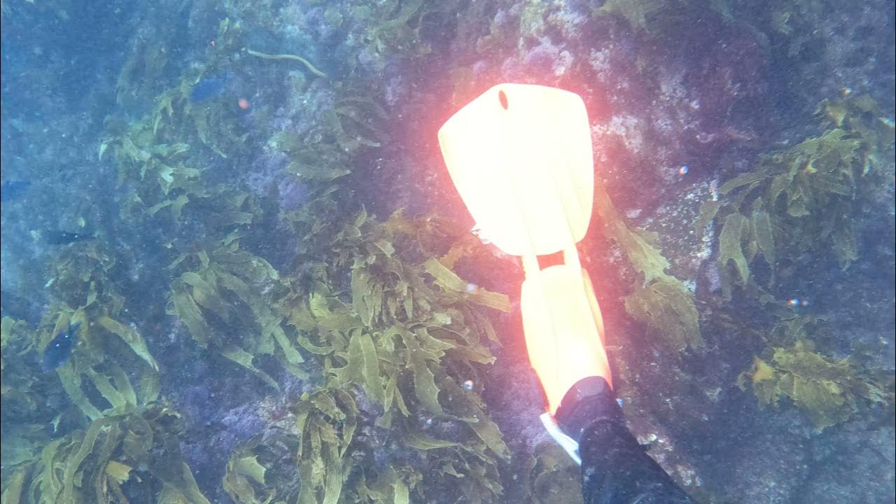 cray dive (Gisborne outer reef) YouTube